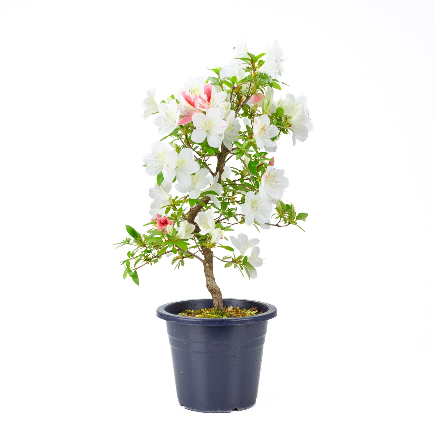 Rhododendron indicum 'Moe' (satsuki azalea), hoogte ~54cm