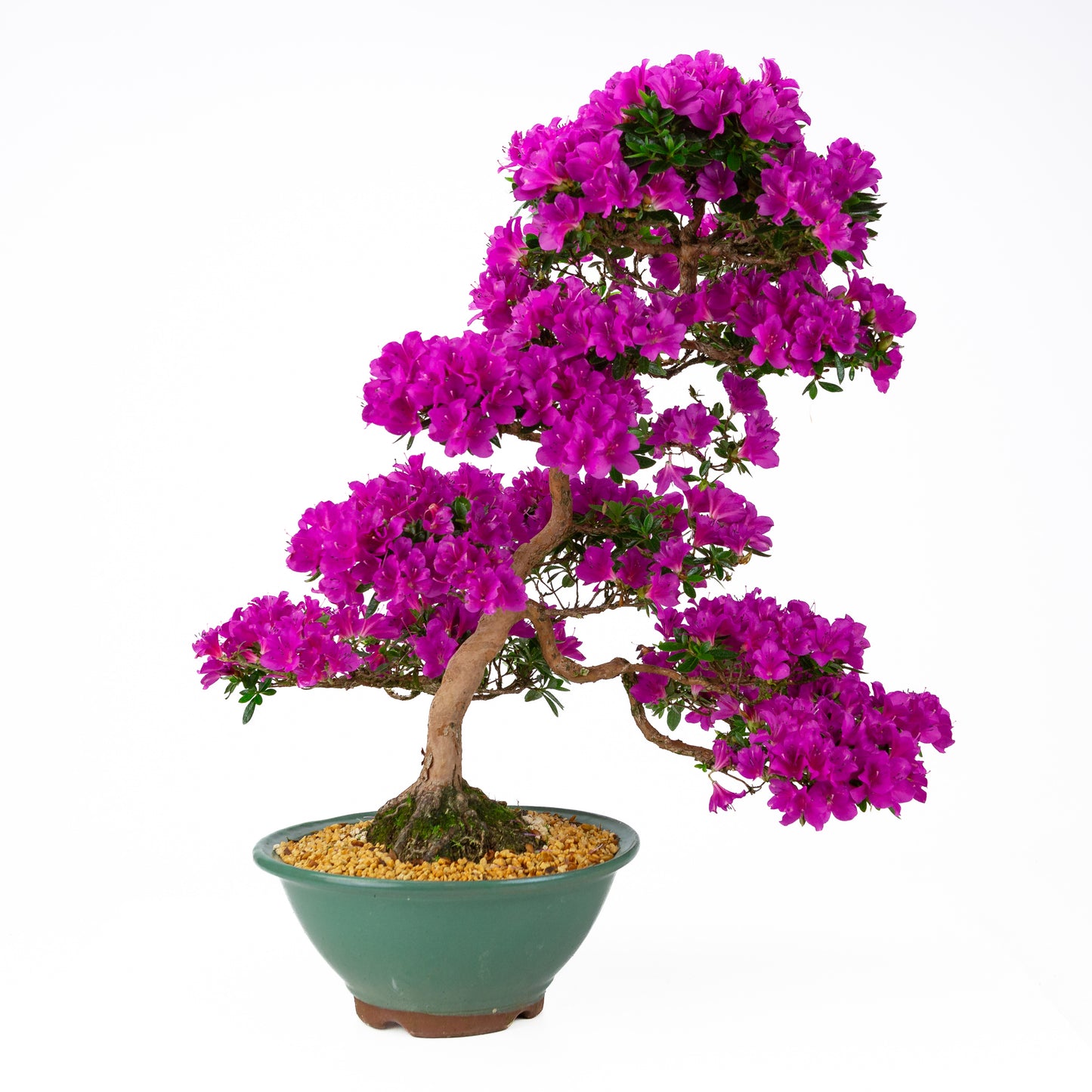 Rhododendron indicum 'Hoshi no Kagayaki' (Satsuki-Azalee), Höhe ~58cm