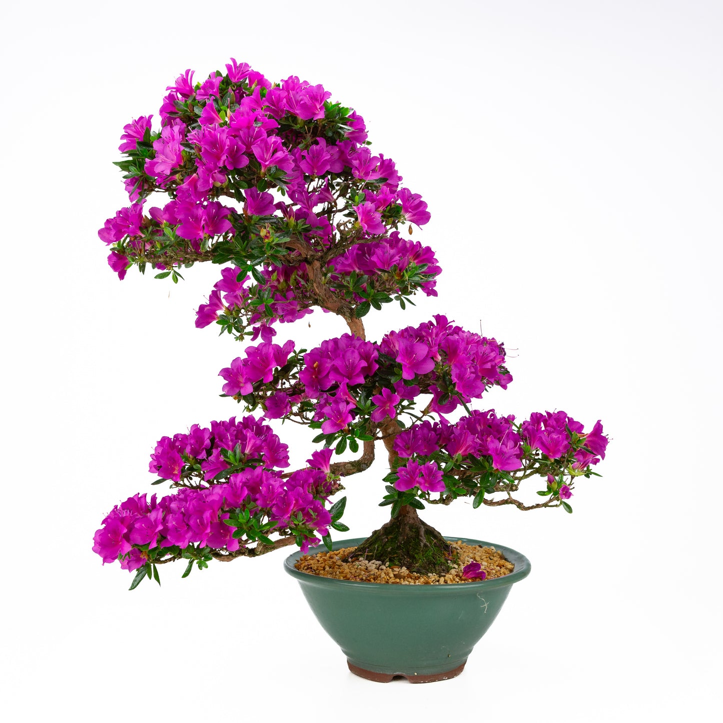 Rhododendron indicum 'Hoshi no Kagayaki' (Satsuki-Azalee), Höhe ~58cm