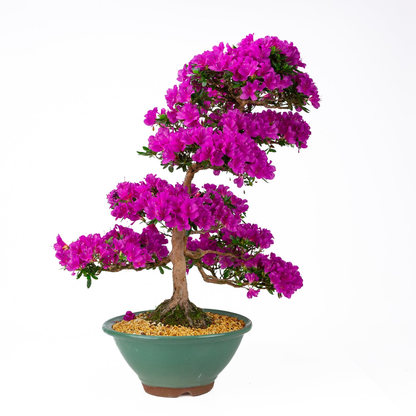 Rhododendron indicum 'Hoshi no Kagayaki' (Satsuki-Azalee), Höhe ~58cm