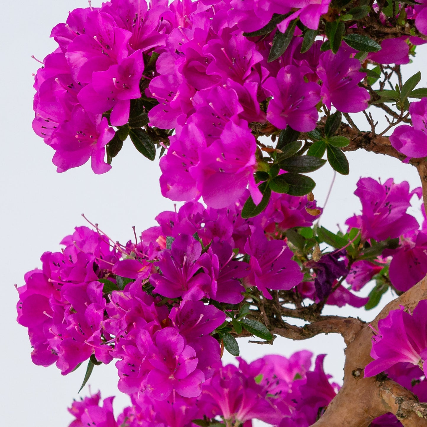 Rhododendron indicum 'Hoshi no Kagayaki' (Satsuki-Azalee), Höhe ~58cm