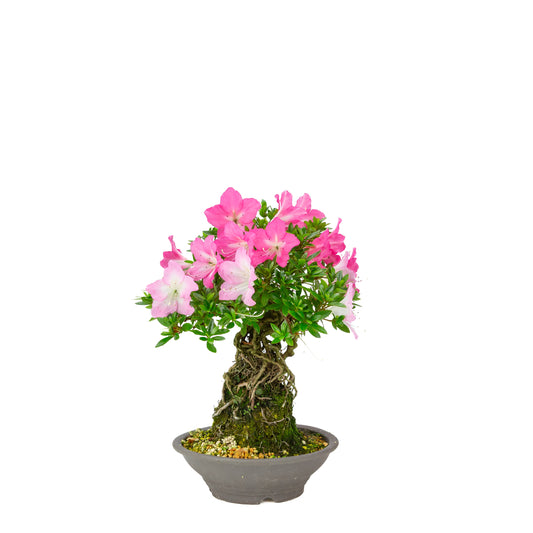 Rhododendron indicum 'Yuko' (Satsuki-Azalee), Höhe ~33cm