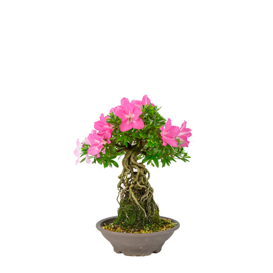 Rhododendron indicum 'Yuko' (Satsuki-Azalee), Höhe ~33cm