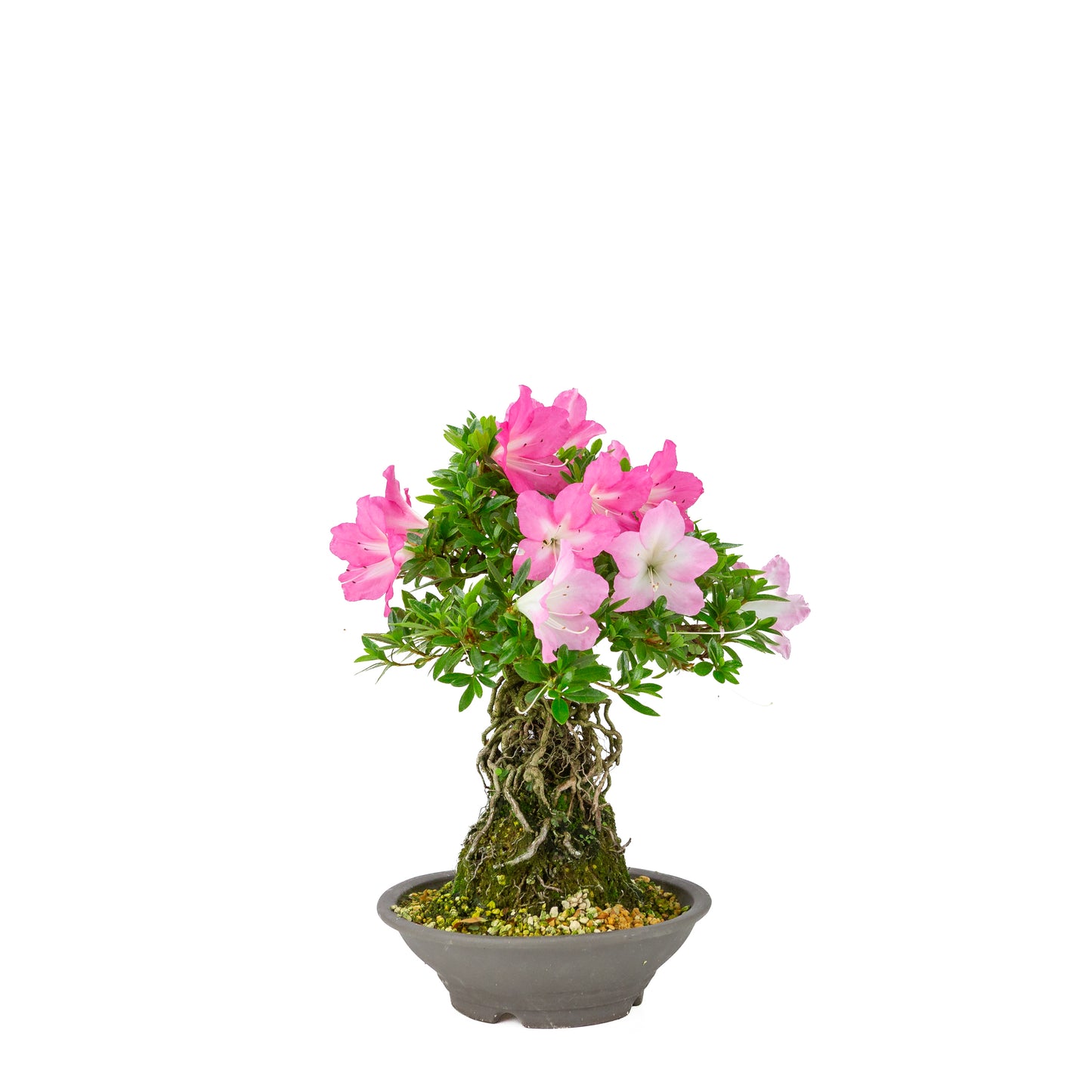 Rhododendron indicum 'Yuko' (Satsuki-Azalee), Höhe ~33cm