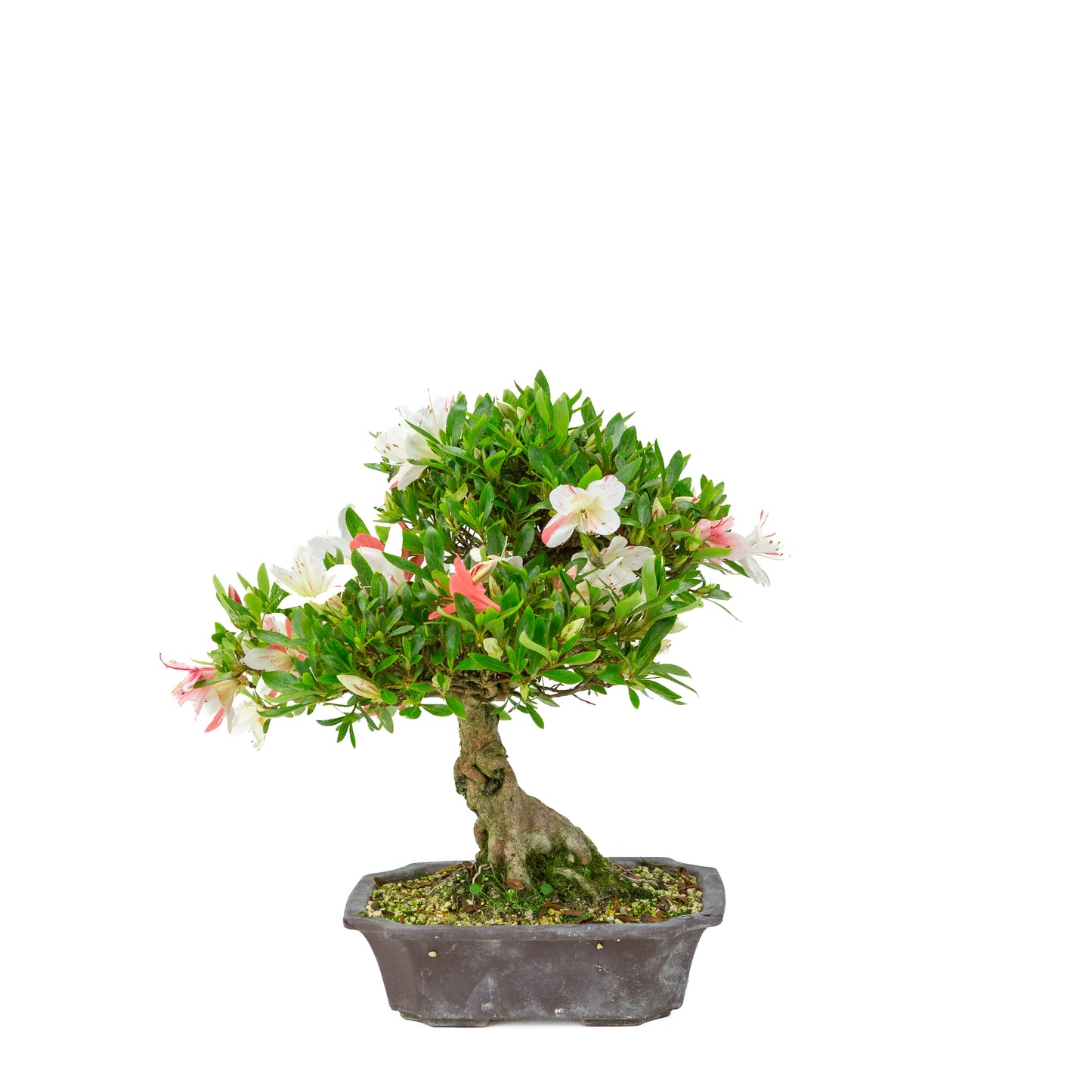 Rhododendron indicum 'Matsuna' (satsuki azalea), hoogte ~34cm
