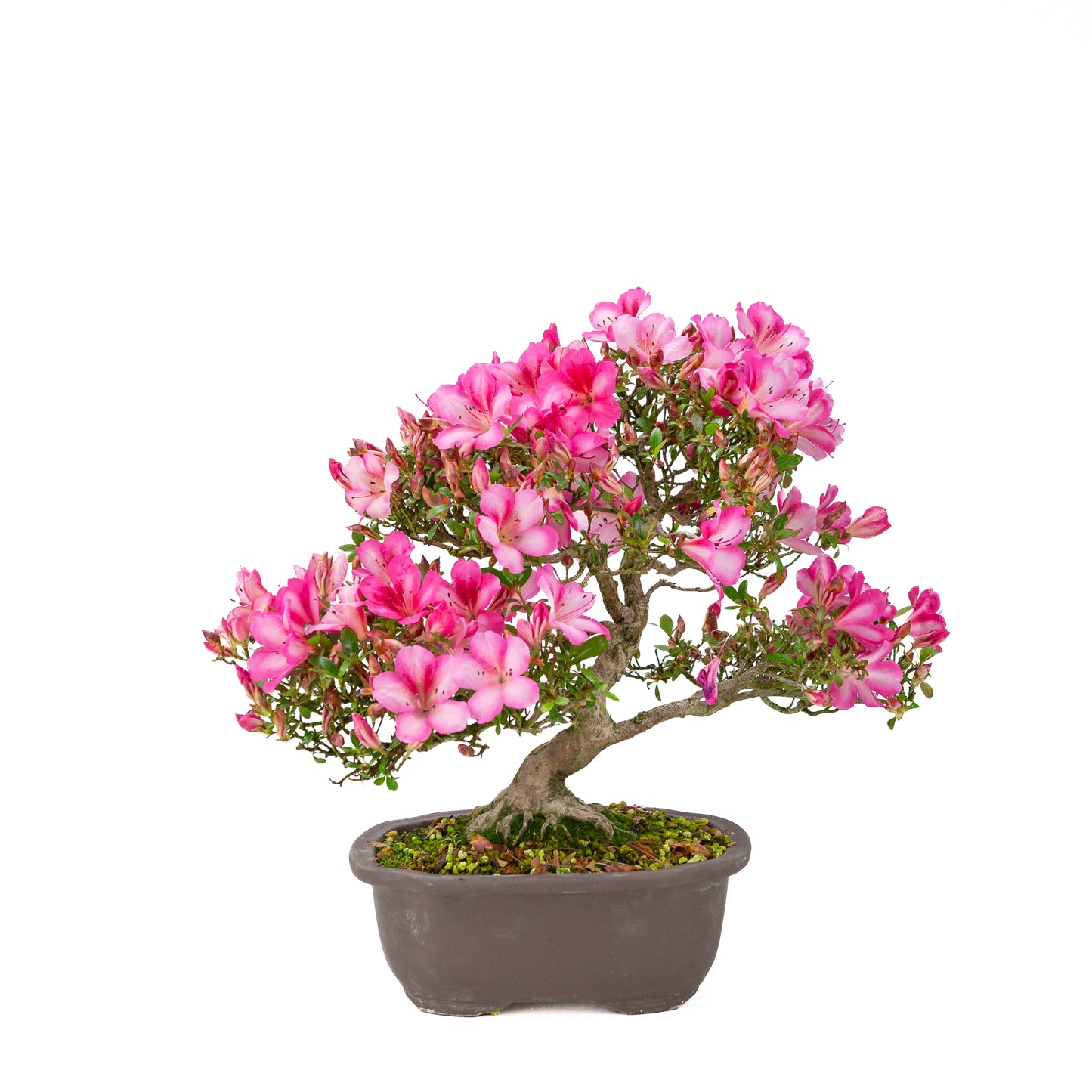 Rhododendron indicum 'Azuma Kagami' (Satsuki Azalee), Höhe ~37cm