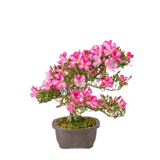 Rhododendron indicum 'Azuma Kagami' (Satsuki Azalee), Höhe ~37cm