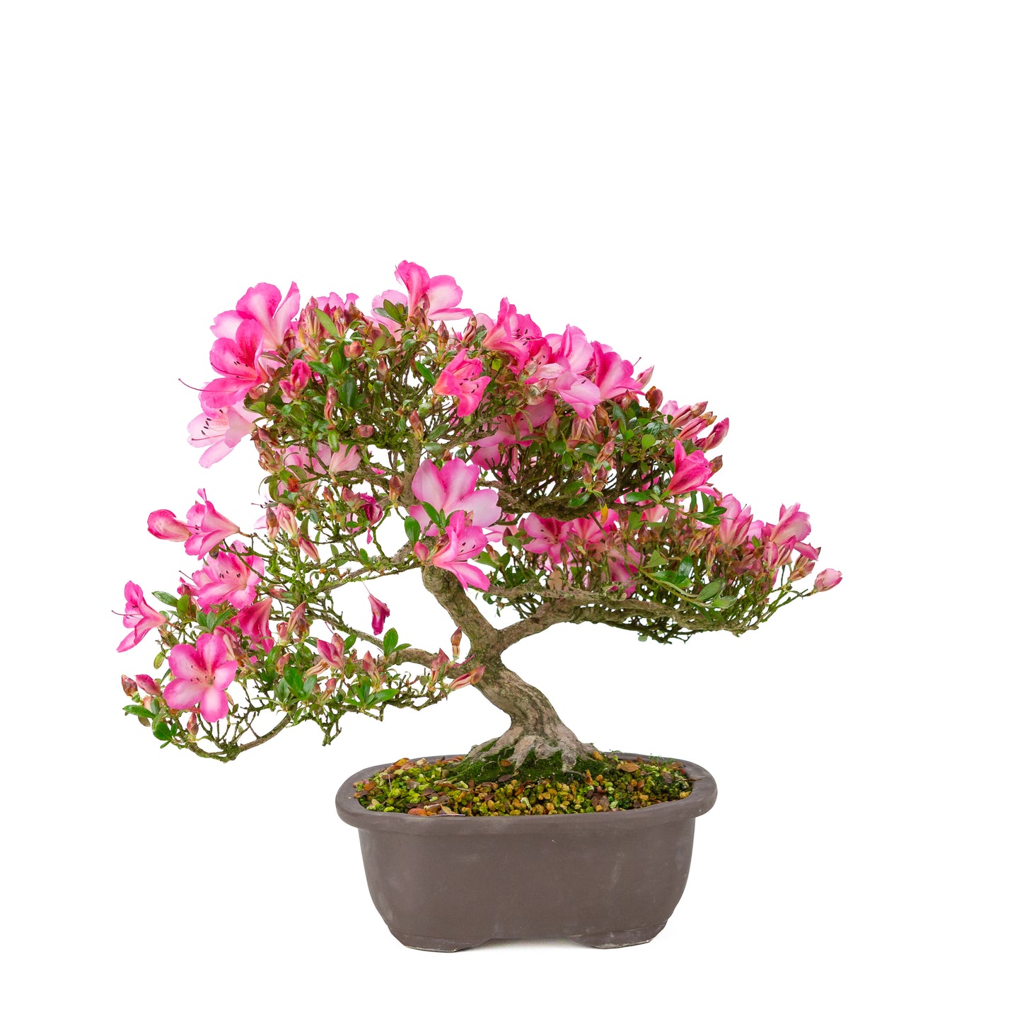Rhododendron indicum 'Azuma Kagami' (Satsuki Azalee), Höhe ~37cm