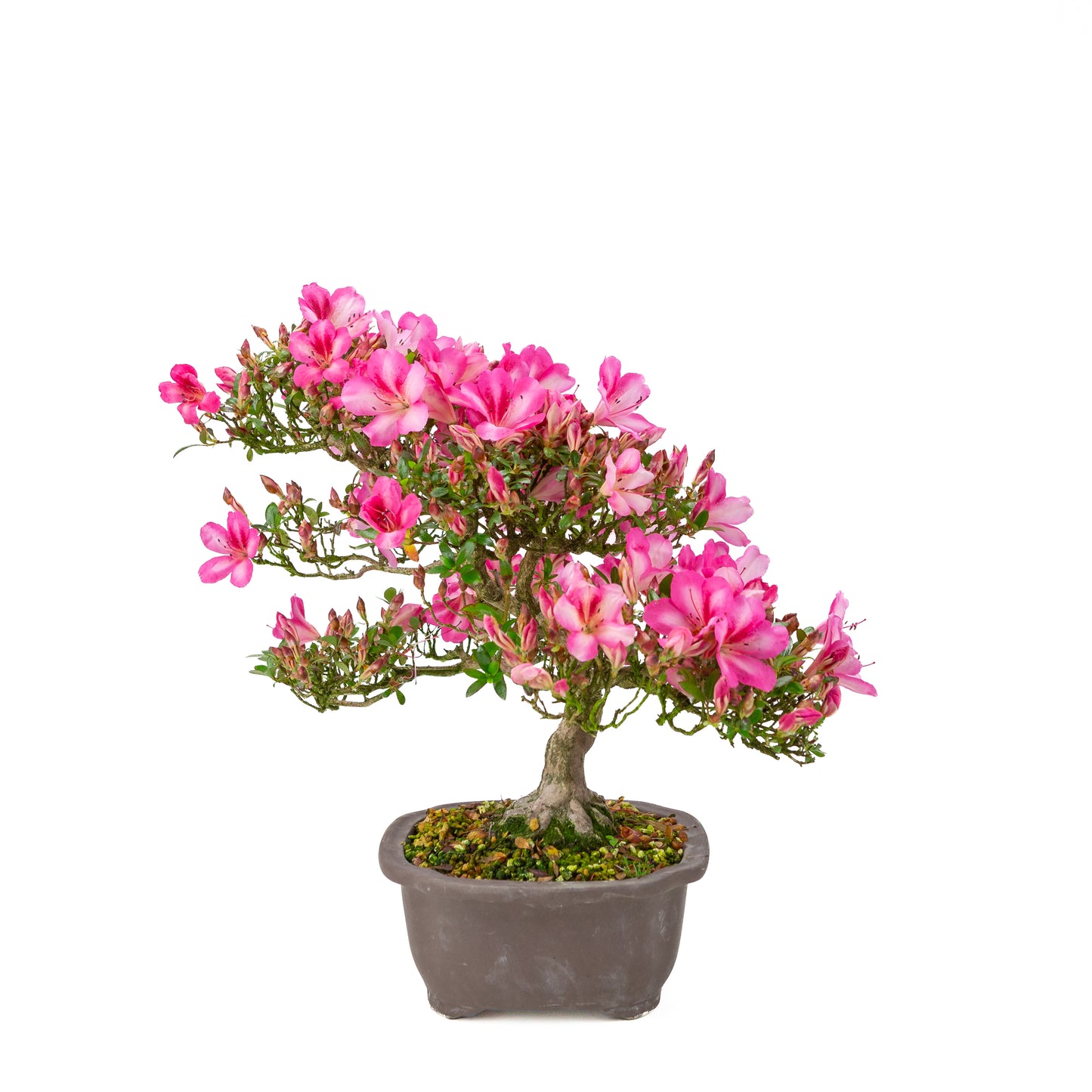 Rhododendron indicum 'Azuma Kagami' (Satsuki Azalee), Höhe ~37cm