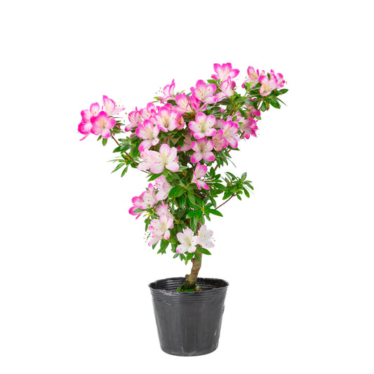 Rhododendron indicum 'Hana Maiko' (Satsuki-Azalee), Höhe ~45cm