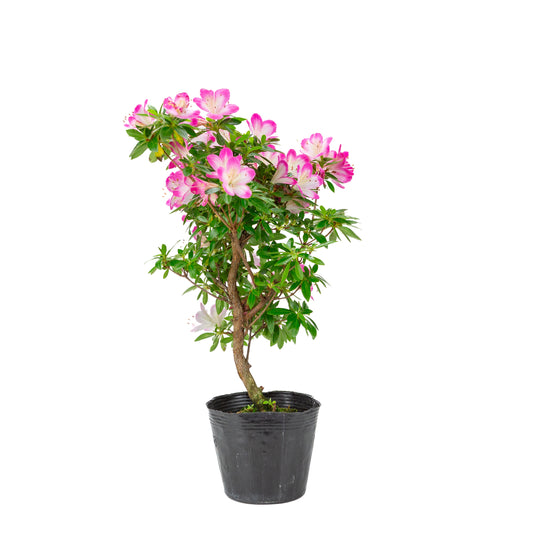 Rhododendron indicum 'Hana Maiko' (Satsuki-Azalee), Höhe ~45cm