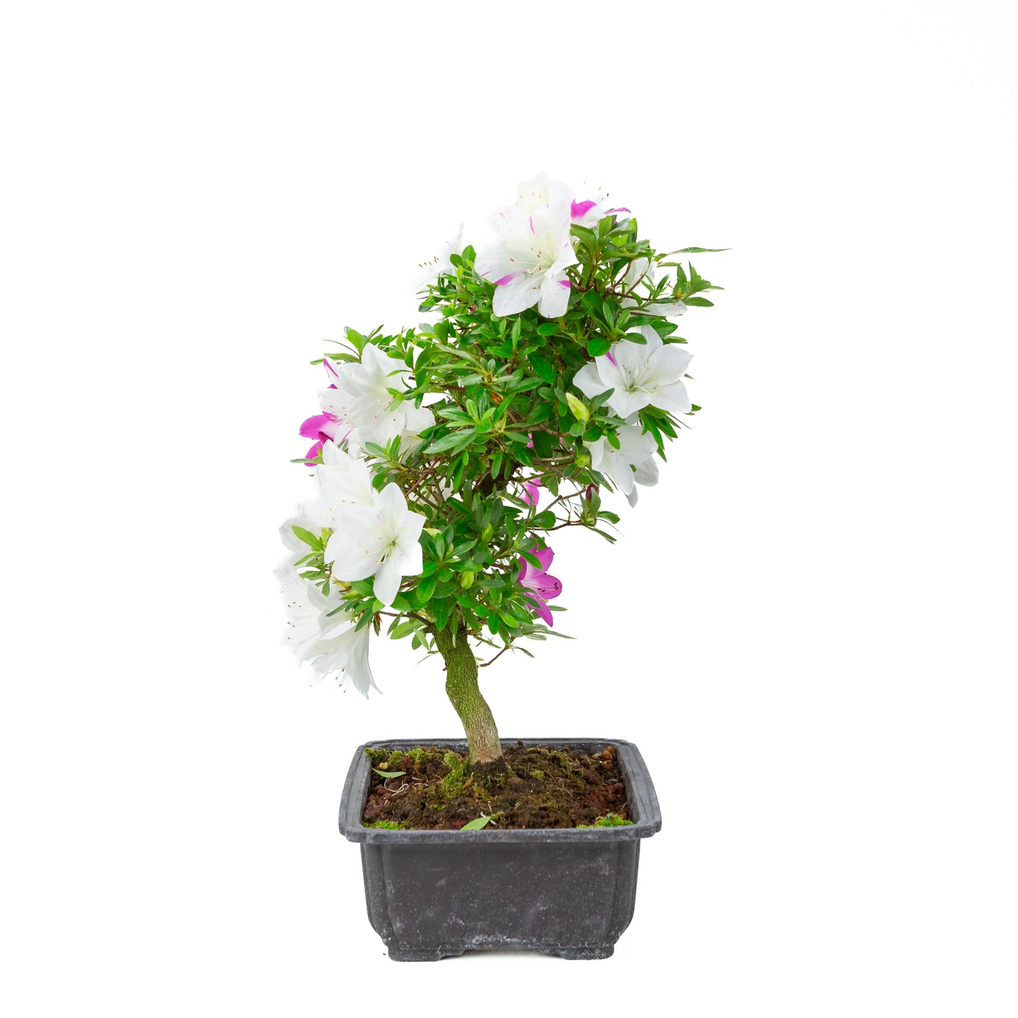 Rhododendron indicum 'Ruka' (satsuki azalea), hoogte ~43cm