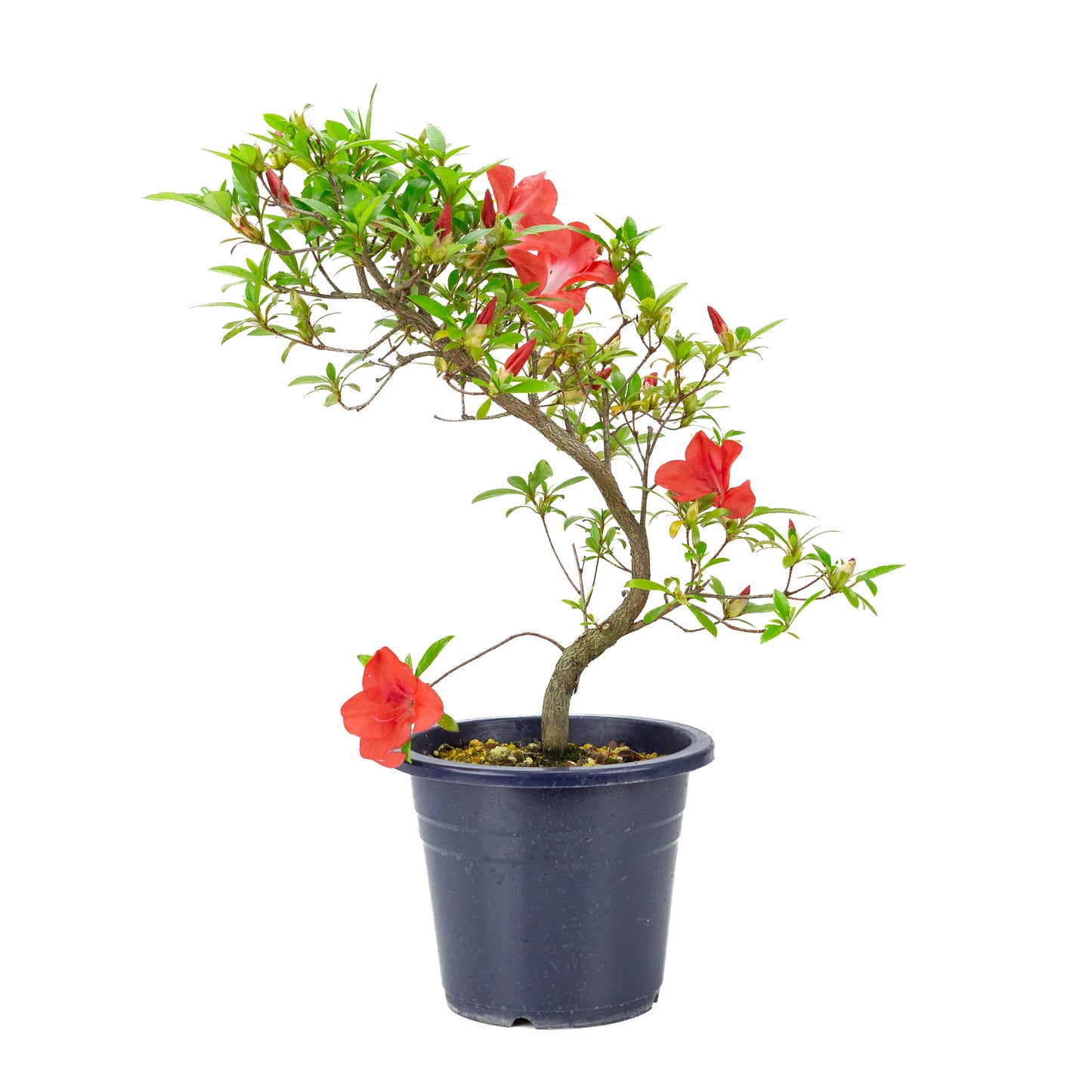 Rhododendron indicum 'Umi Hotaru' (satsuki azalea), hoogte ~49cm