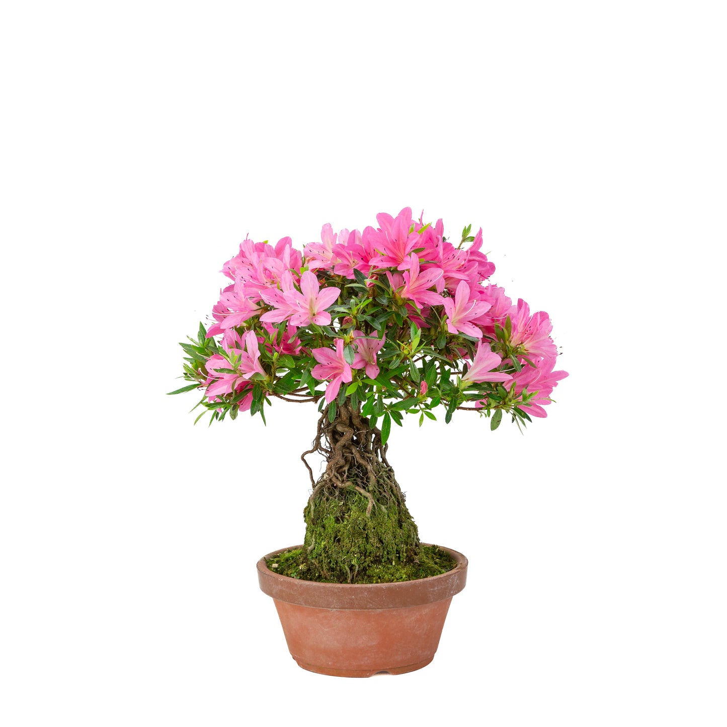Rhododendron indicum (Satsuki-Azalee), Höhe ~38 cm