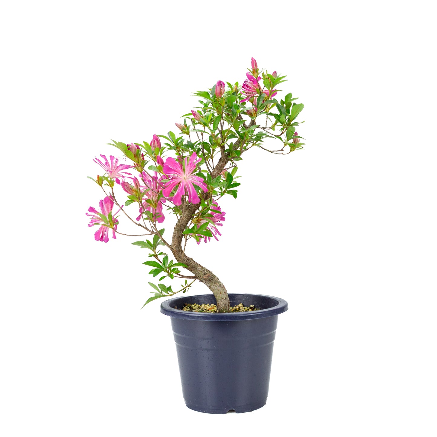 Rhododendron indicum 'Hanabin' (satsuki azalea), hoogte ~49cm