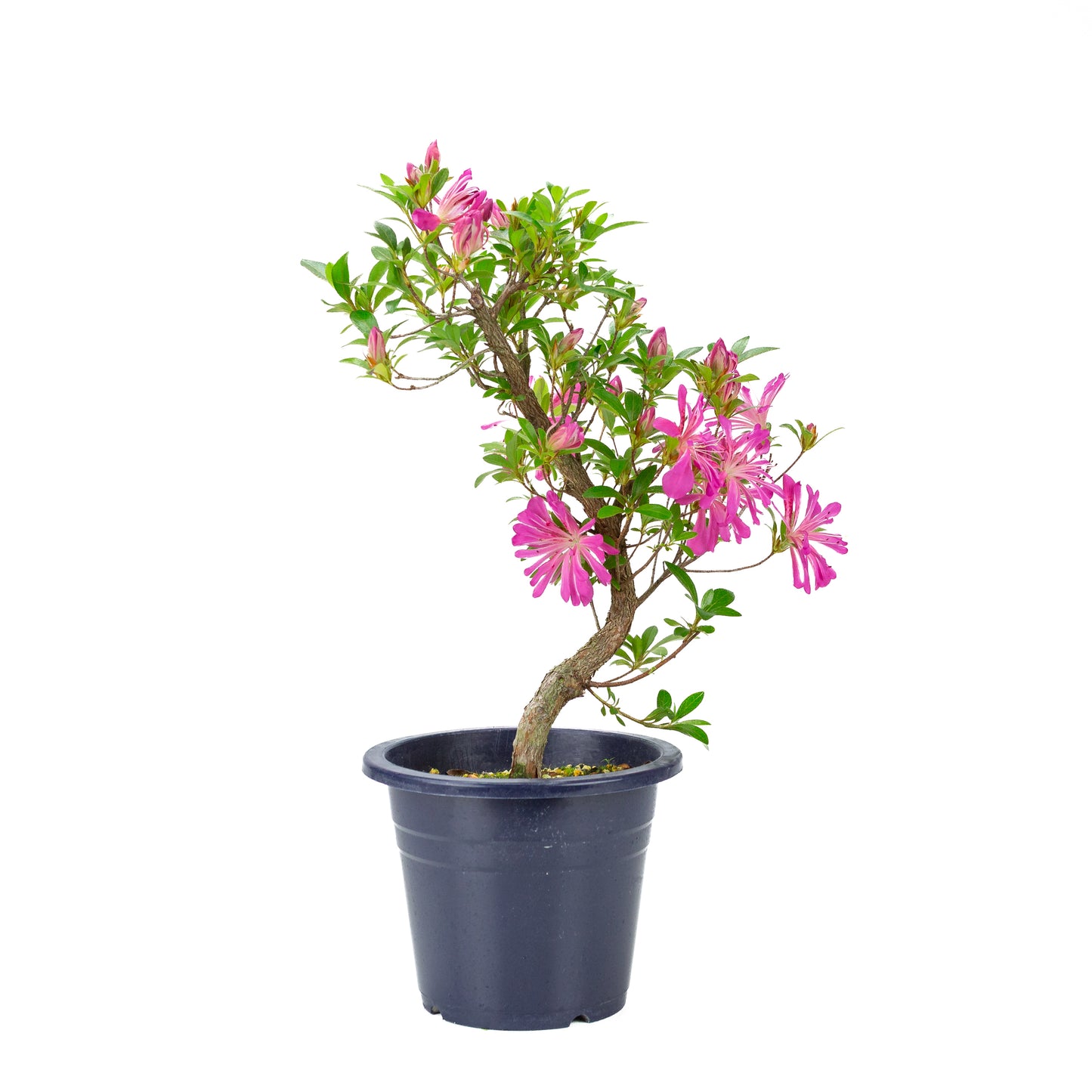 Rhododendron indicum 'Hanabin' (satsuki azalea), hoogte ~49cm