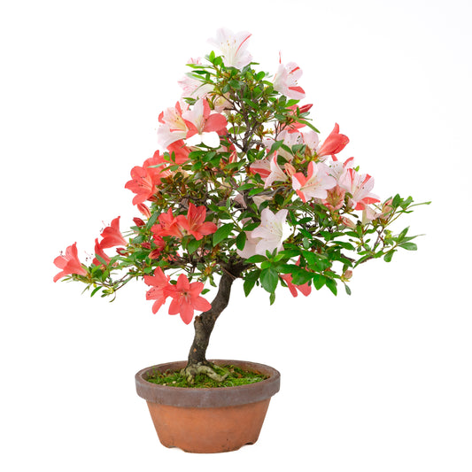 Rhododendron indicum 'Yumekoyo' (Satsuki-Azalee), Höhe ~55cm
