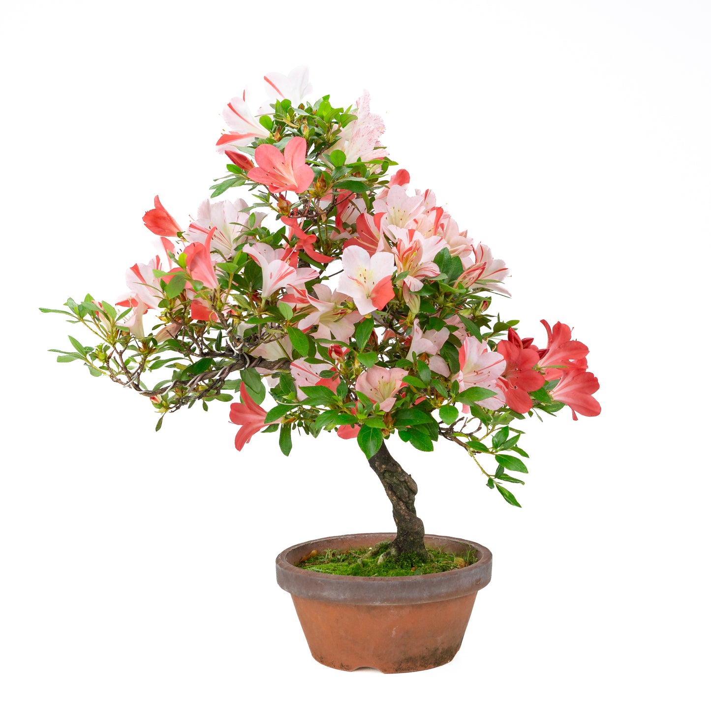 Rhododendron indicum 'Yumekoyo' (satsuki azalea), hoogte ~55cm