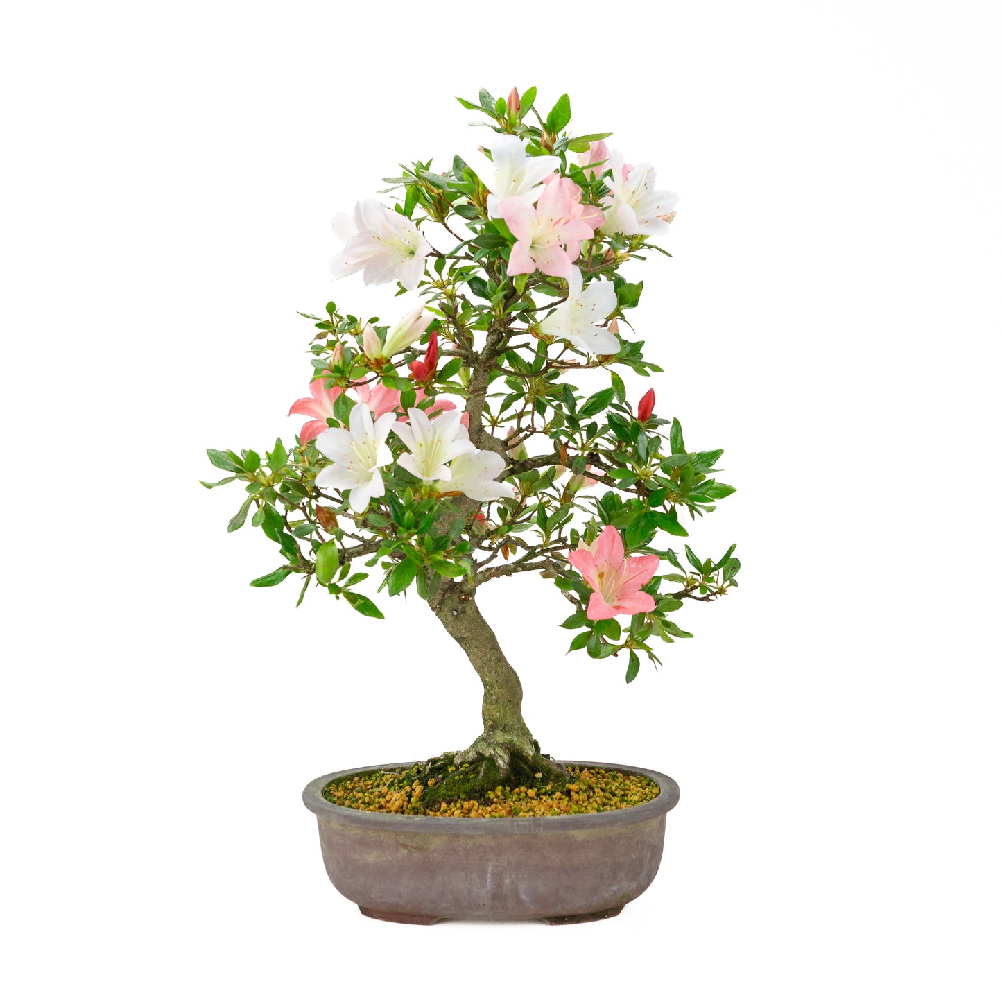 Rhododendron indicum (Satsuki-Azalee), Höhe ~52 cm