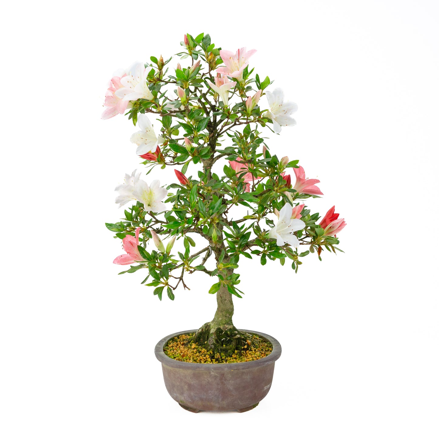 Rhododendron indicum (Satsuki-Azalee), Höhe ~52 cm