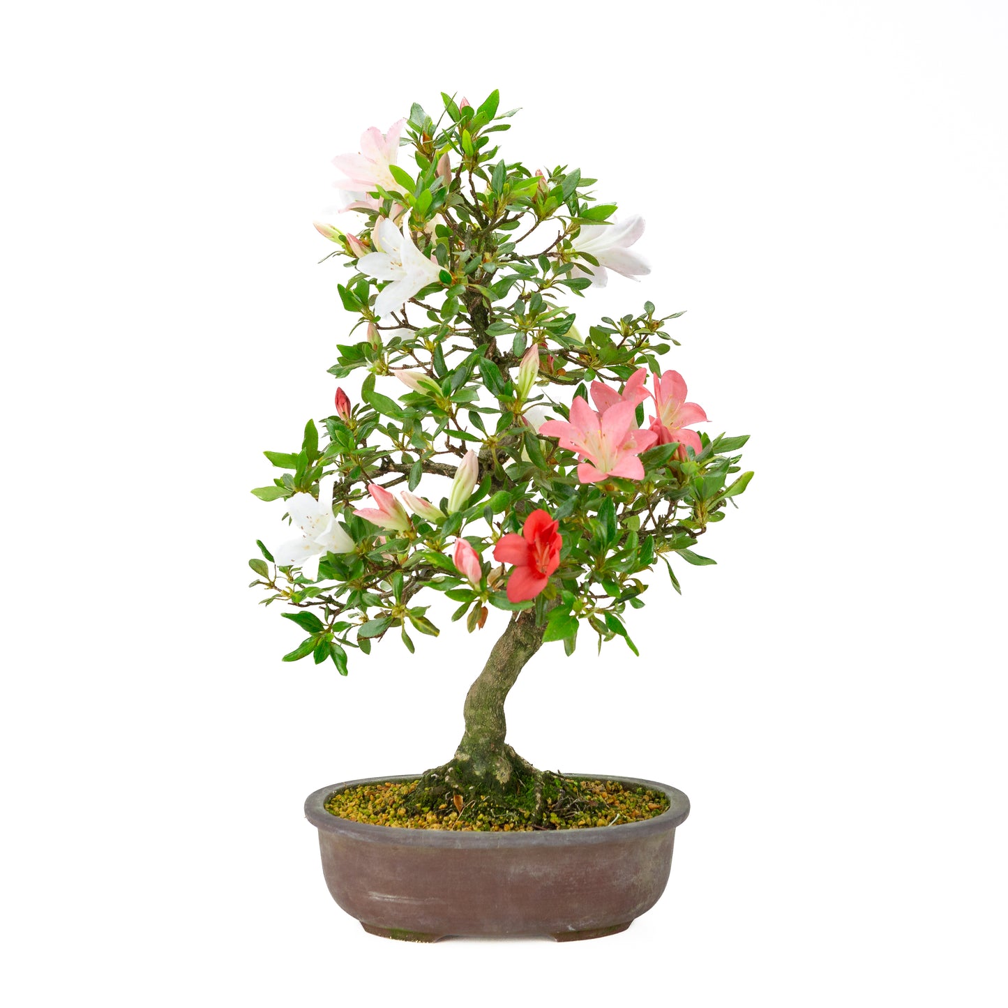 Rhododendron indicum (Satsuki-Azalee), Höhe ~52 cm