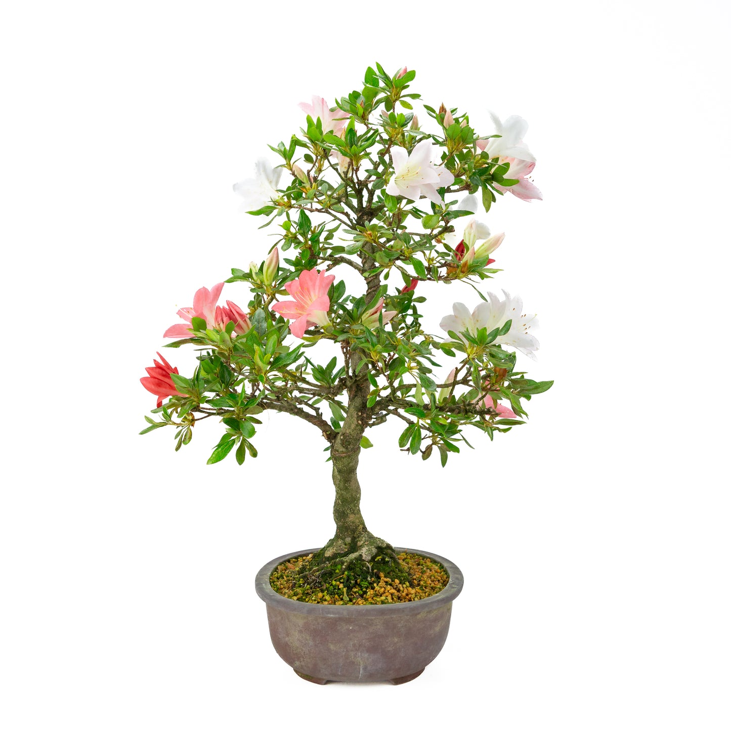 Rhododendron indicum (Satsuki-Azalee), Höhe ~52 cm