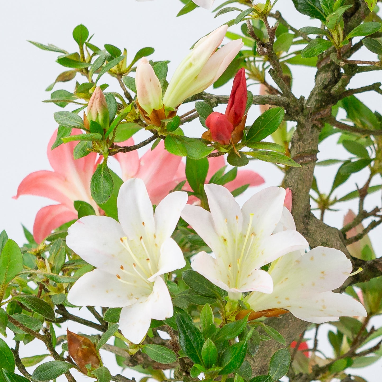 Rhododendron indicum (Satsuki-Azalee), Höhe ~52 cm