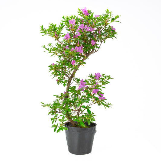 Rhododendron indicum 'Suzukaze' (Satsuki-Azalee), Höhe ca. 61cm