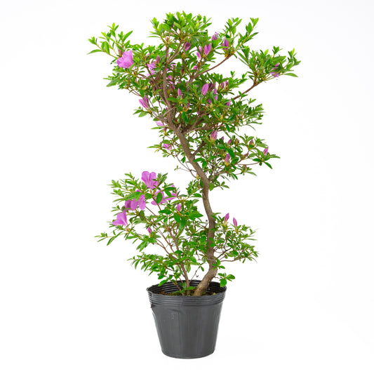 Rhododendron indicum 'Suzukaze' (Satsuki-Azalee), Höhe ca. 61cm