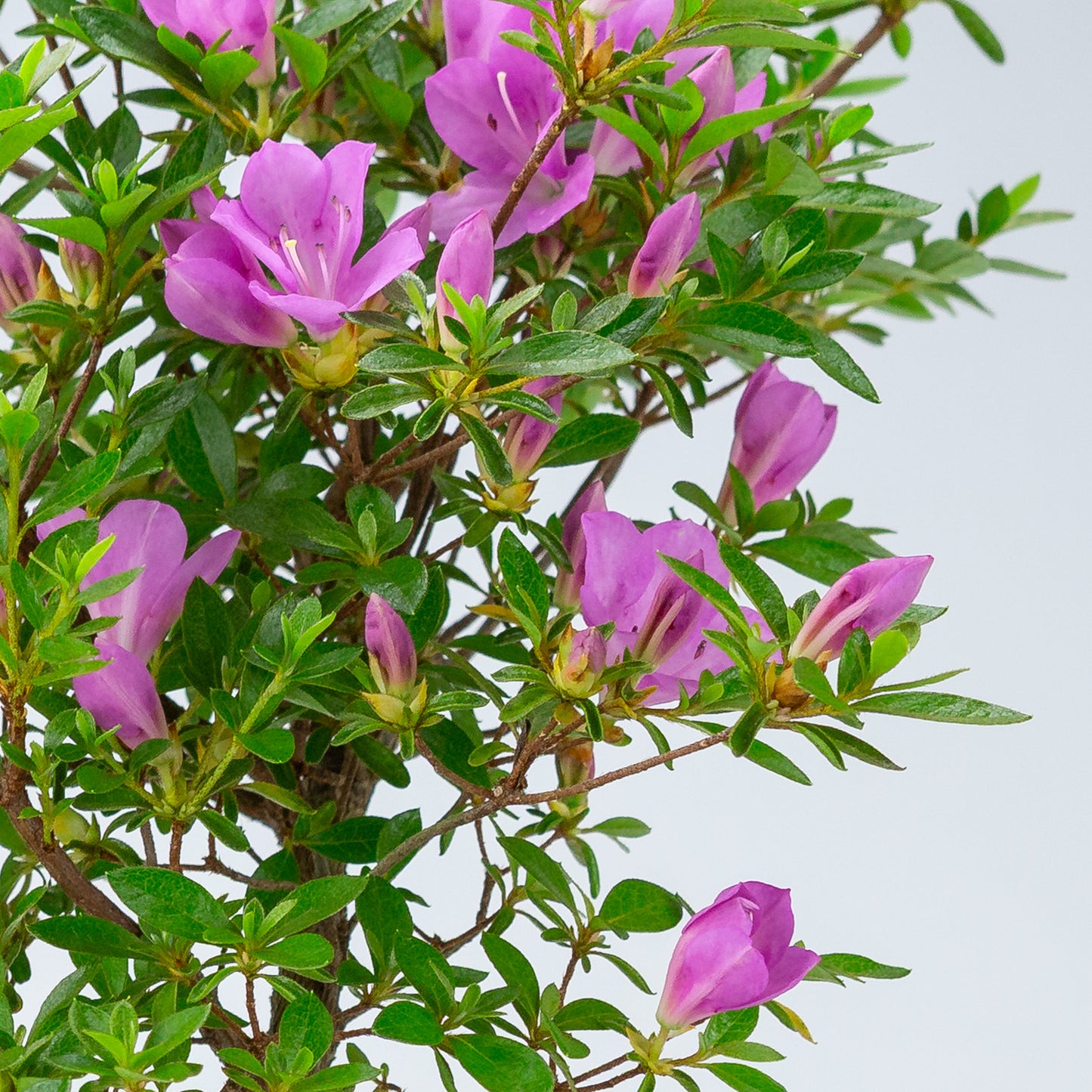 Rhododendron indicum 'Suzukaze' (satsuki azalea), hoogte ~61cm