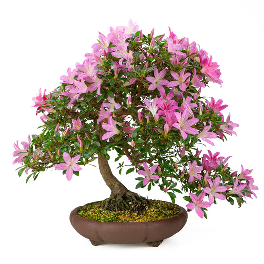 Rhododendron indicum (Satsuki Azalee), Höhe ~50cm