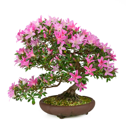 Rhododendron indicum (Satsuki Azalee), Höhe ~50cm