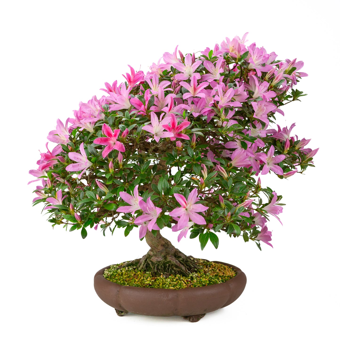Rhododendron indicum (Satsuki Azalee), Höhe ~50cm