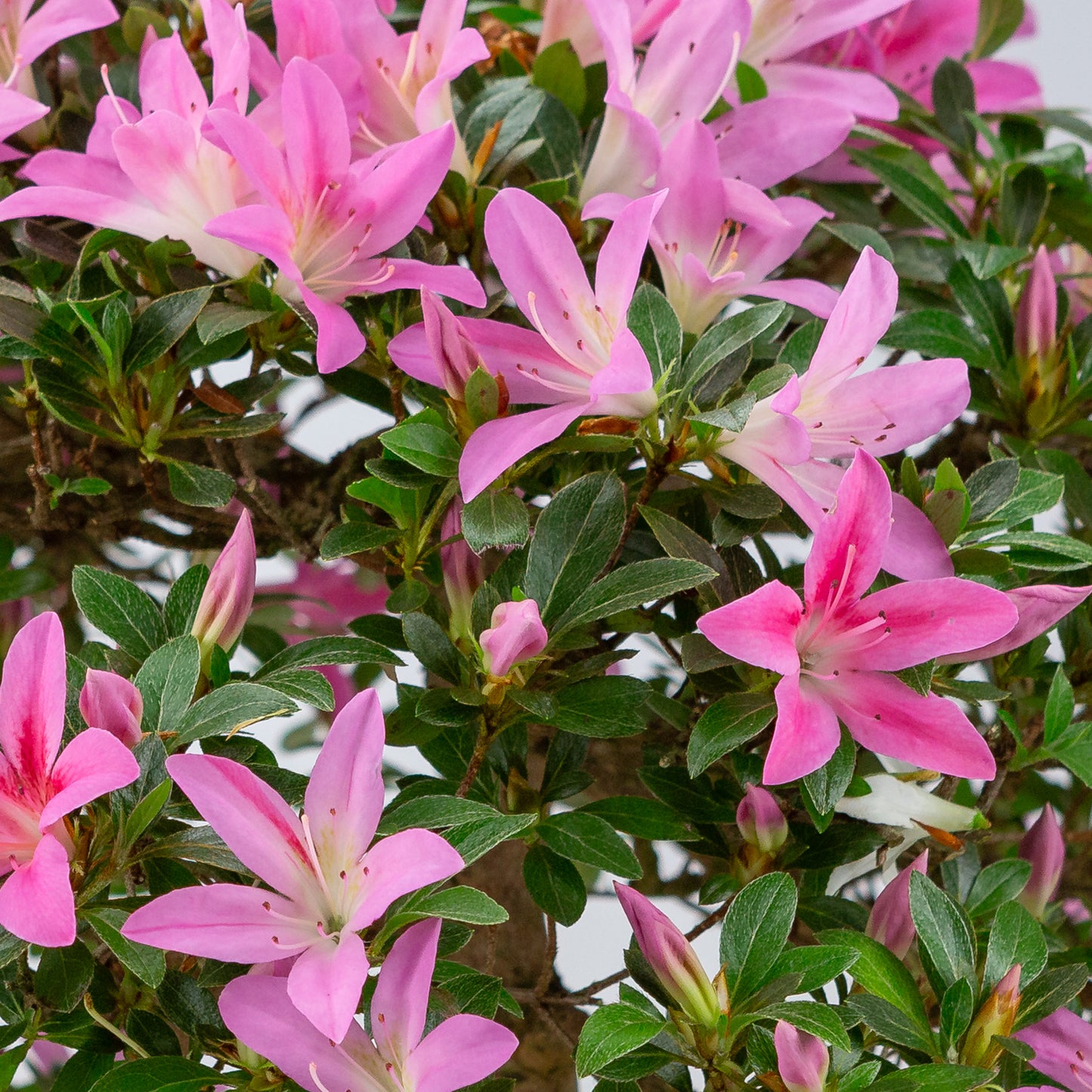 Rhododendron indicum (Satsuki Azalee), Höhe ~50cm