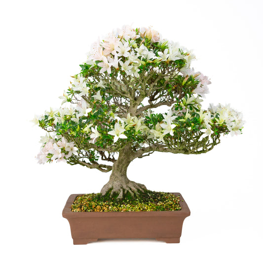 Rhododendron indicum 'Hakutsuru' (Satsuki-Azalee), Höhe ~53cm