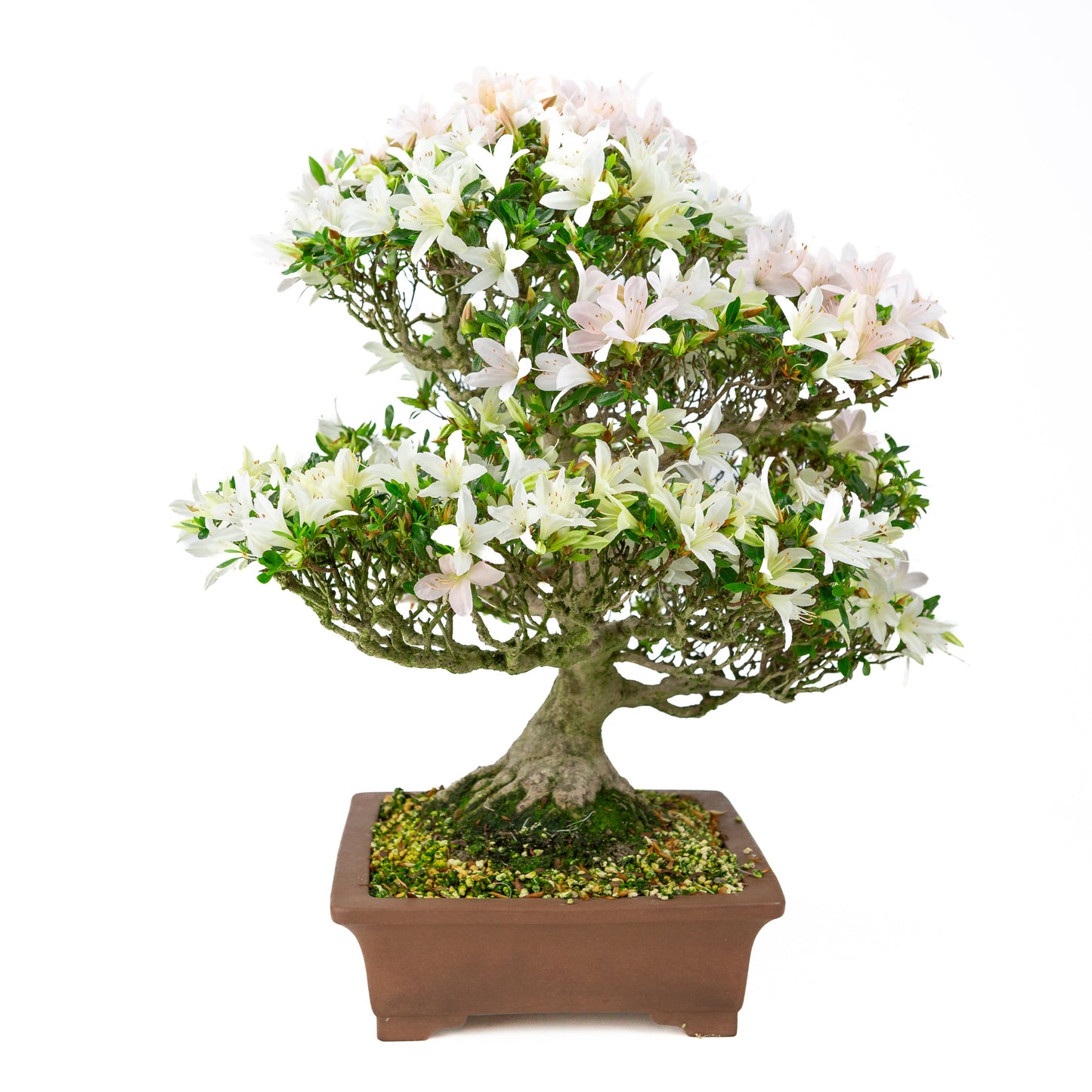 Rhododendron indicum 'Hakutsuru' (Satsuki-Azalee), Höhe ~53cm