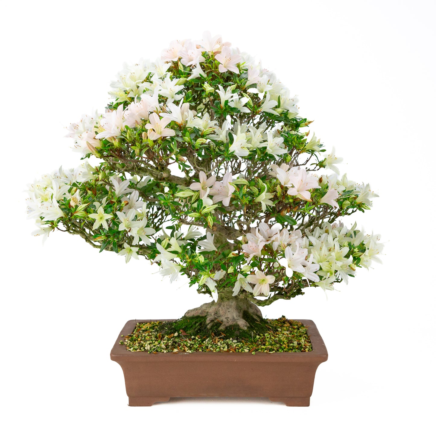 Rhododendron indicum 'Hakutsuru' (Satsuki-Azalee), Höhe ~53cm