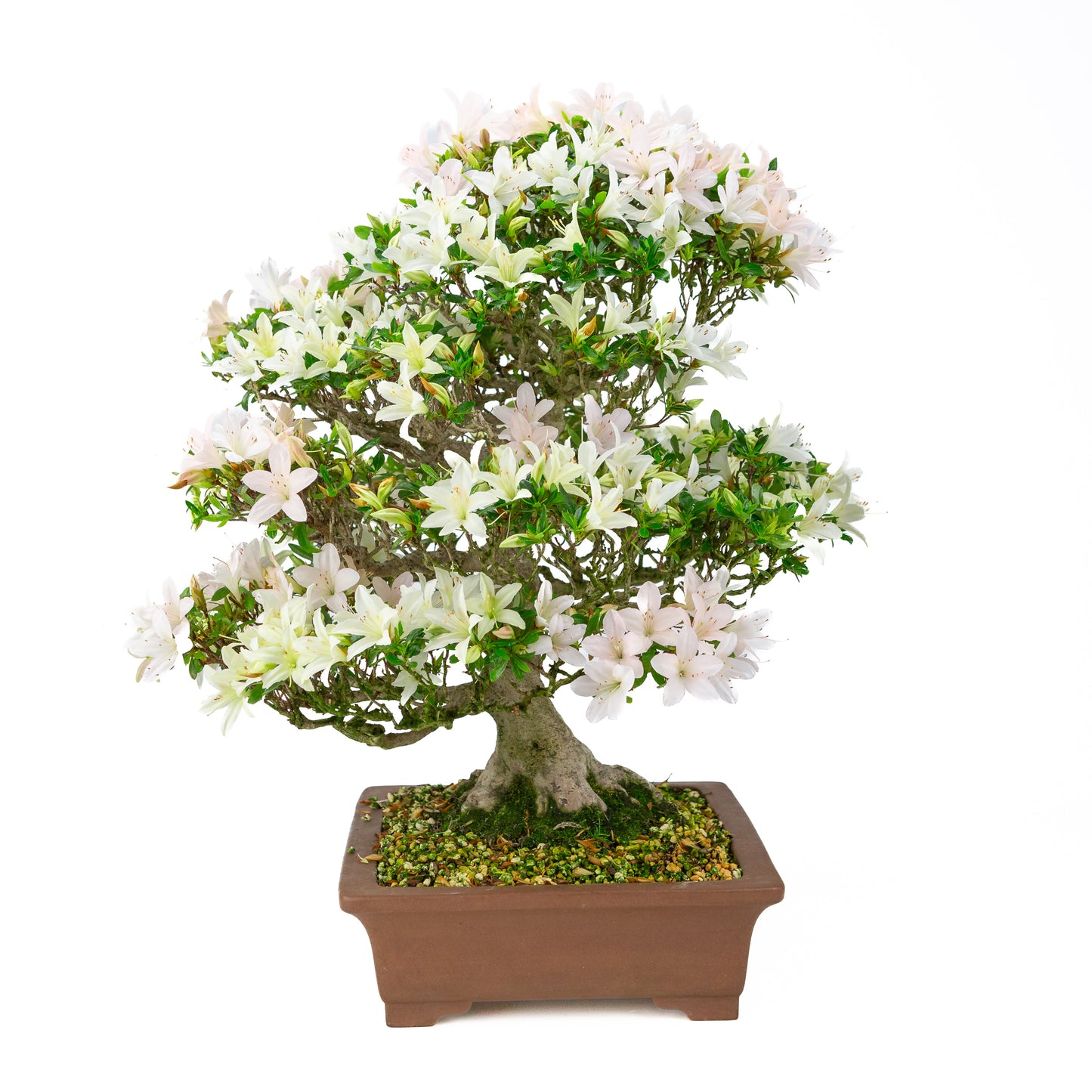 Rhododendron indicum 'Hakutsuru' (Satsuki-Azalee), Höhe ~53cm