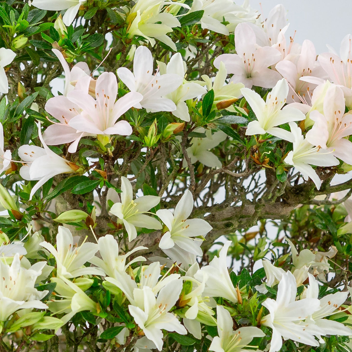 Rhododendron indicum 'Hakutsuru' (Satsuki-Azalee), Höhe ~53cm