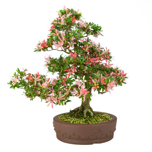 Rhododendron indicum 'Suchi no Kirameki' (Satsuki-Azalee), Höhe ~56 cm