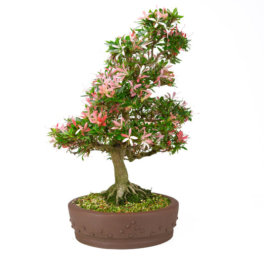 Rhododendron indicum 'Suchi no Kirameki' (Satsuki-Azalee), Höhe ~56 cm
