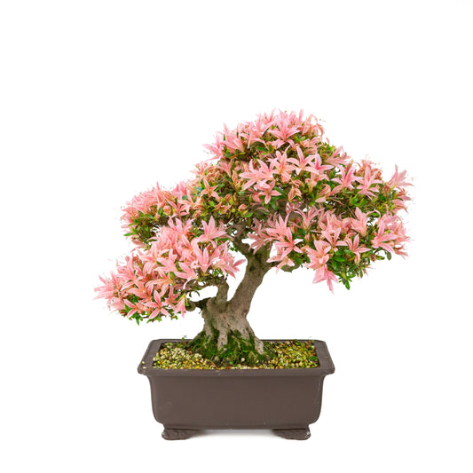 Rhododendron indicum (Satsuki-Azalee), Höhe ~41cm