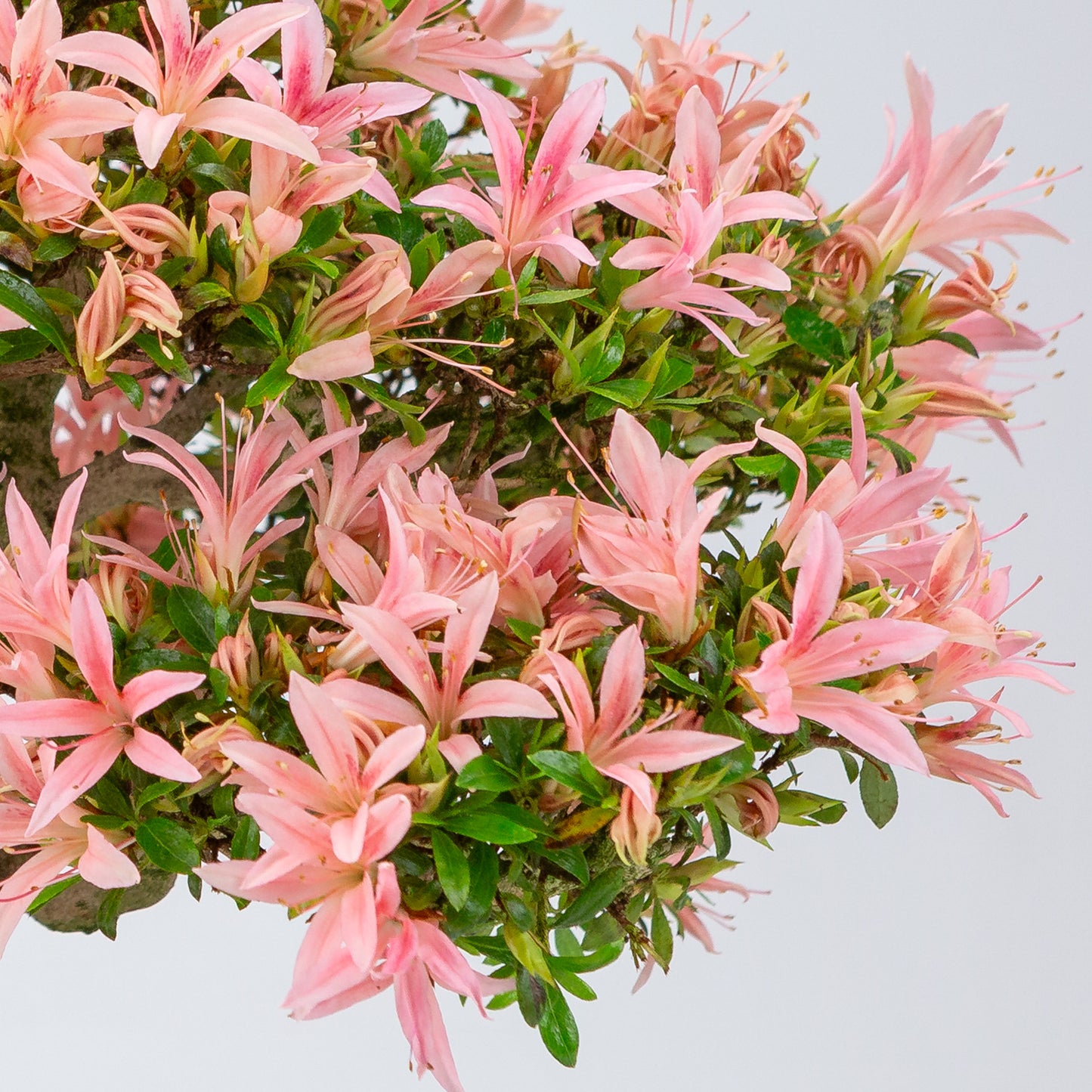 Rhododendron indicum (satsuki azalea), hoogte ~41cm
