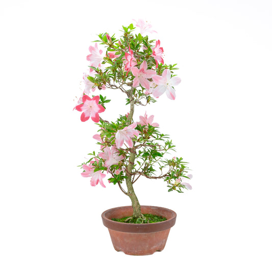 Rhododendron indicum 'Hatsukoi' (Satsuki-Azalee), Höhe ca. 63cm