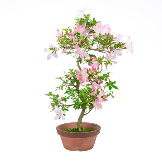 Rhododendron indicum 'Hatsukoi' (Satsuki-Azalee), Höhe ca. 63cm
