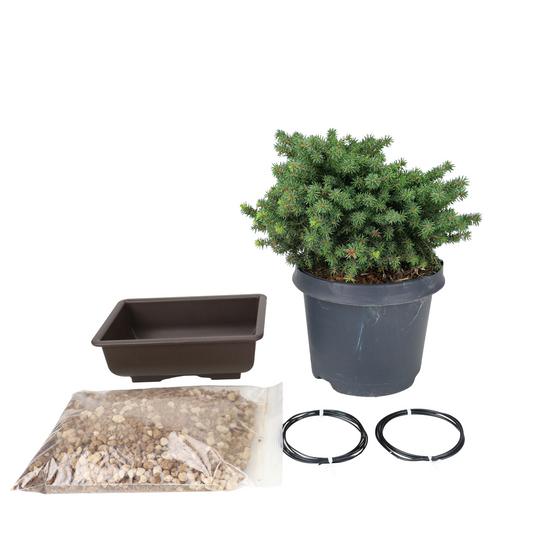 Starterpaket Picea abies (Gemeine Fichte)