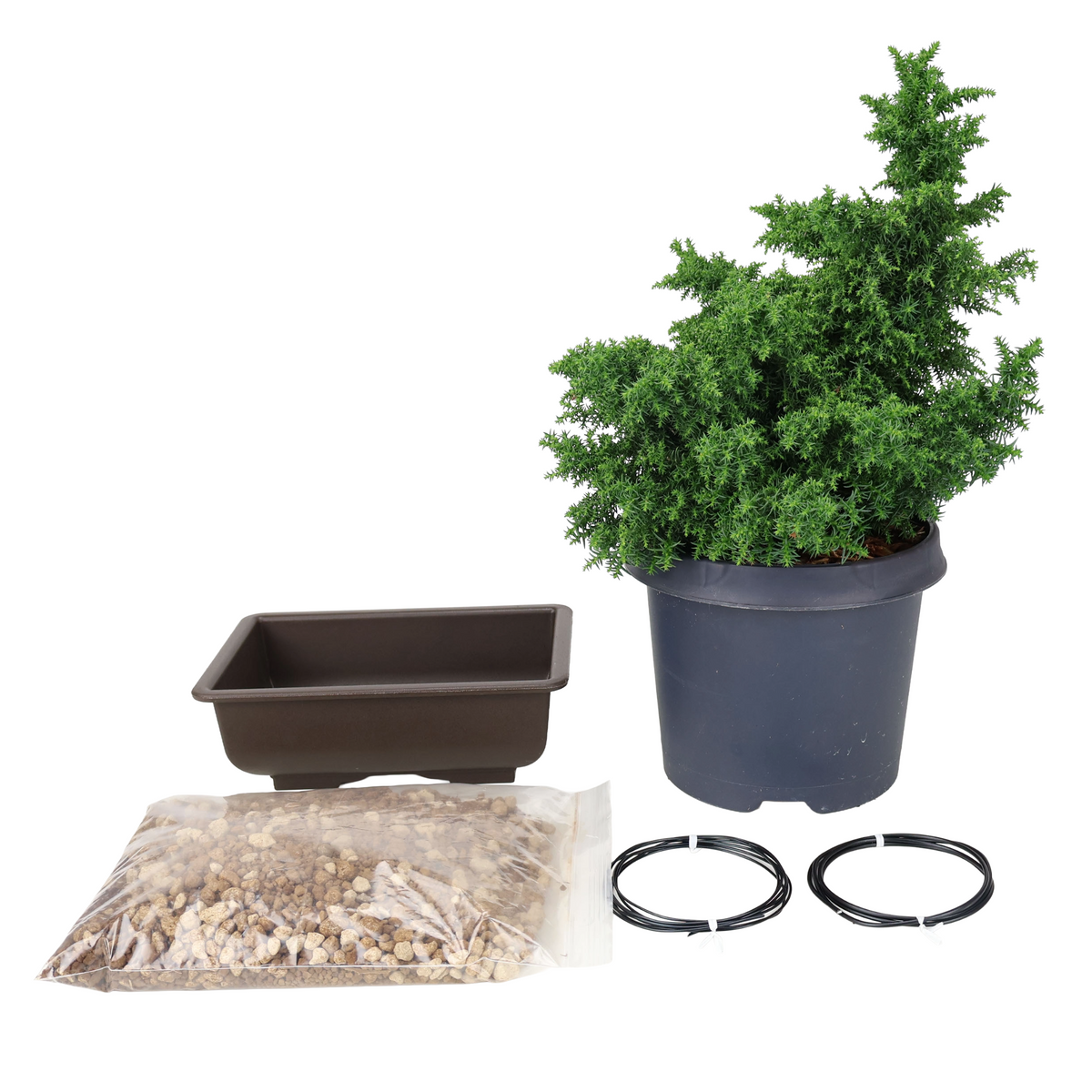 Starterpakket Cryptomeria japonica (Japanse cipres)