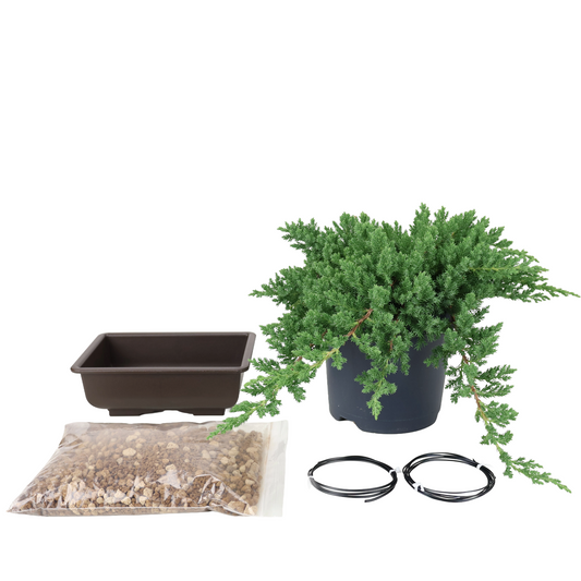 Starterpaket Juniperus procumbens (Kriech-Wacholder)