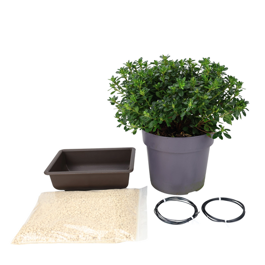 Starterset Azalea japonica