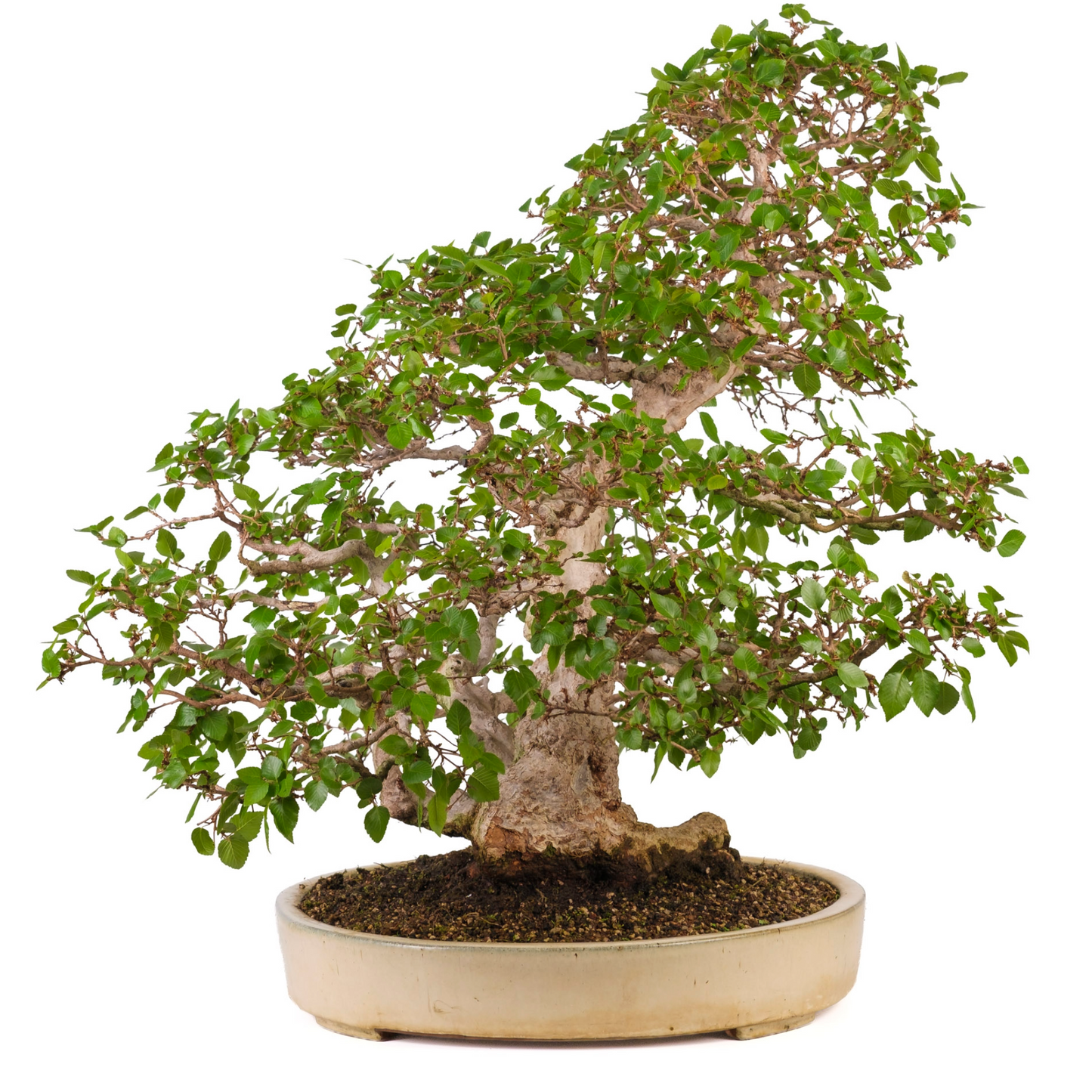 Carpinus coreana (Koreaanse haagbeuk) No. 38, hoogte ~80cm